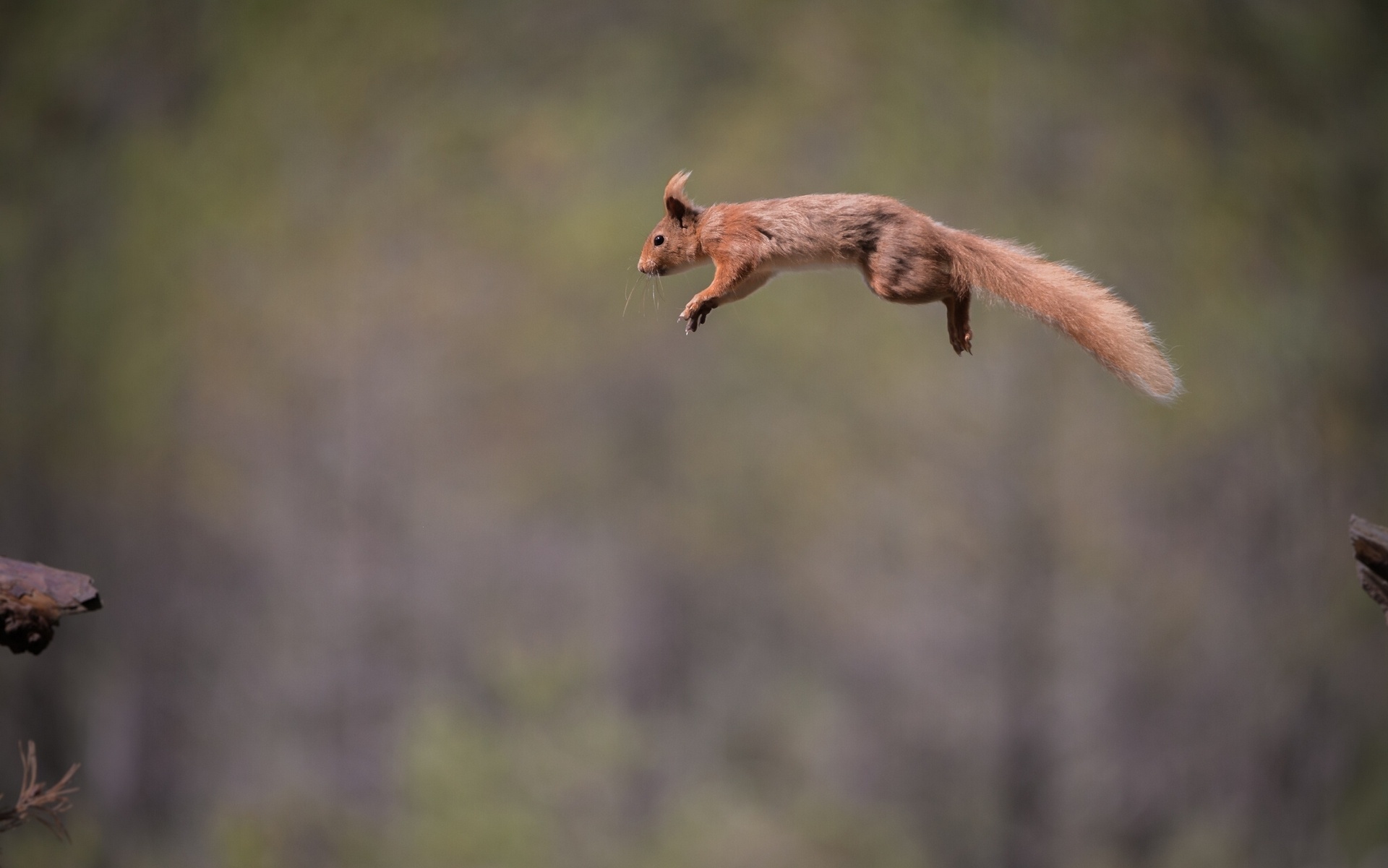 red, Jump, Fly, Squirrel Wallpaper