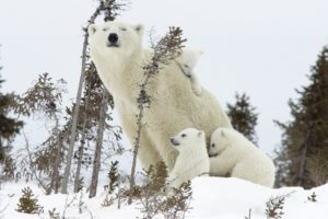 snow, Animals, Polar, Bears, Baby, Animals