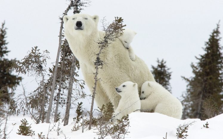 snow, Animals, Polar, Bears, Baby, Animals HD Wallpaper Desktop Background