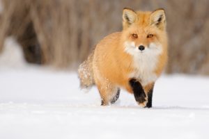 fox, Red, Winter, Snow