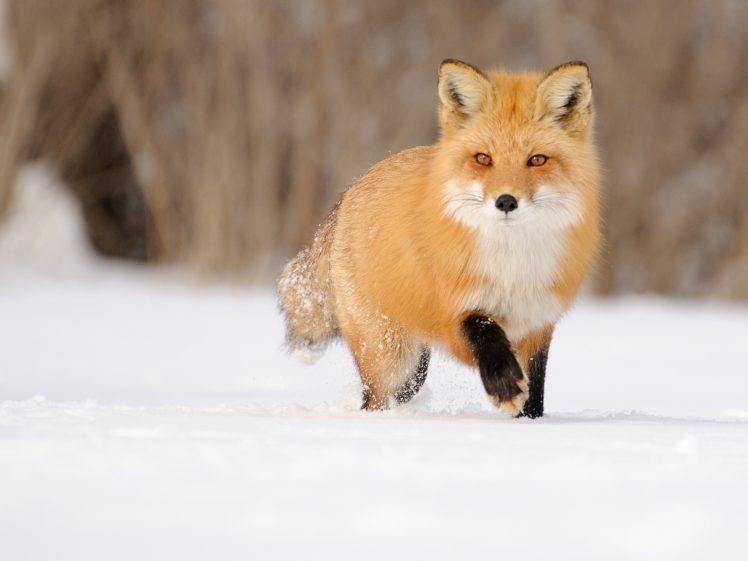 fox, Red, Winter, Snow HD Wallpaper Desktop Background