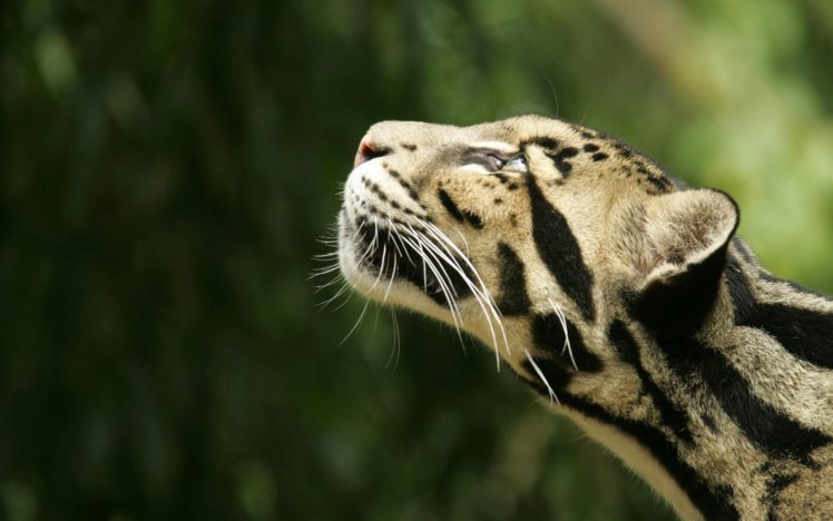 nature, Cats, Wild, Animals, Clouded, Leopards HD Wallpaper Desktop Background