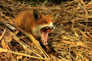 animals, Wildlife, Yawn, Foxes