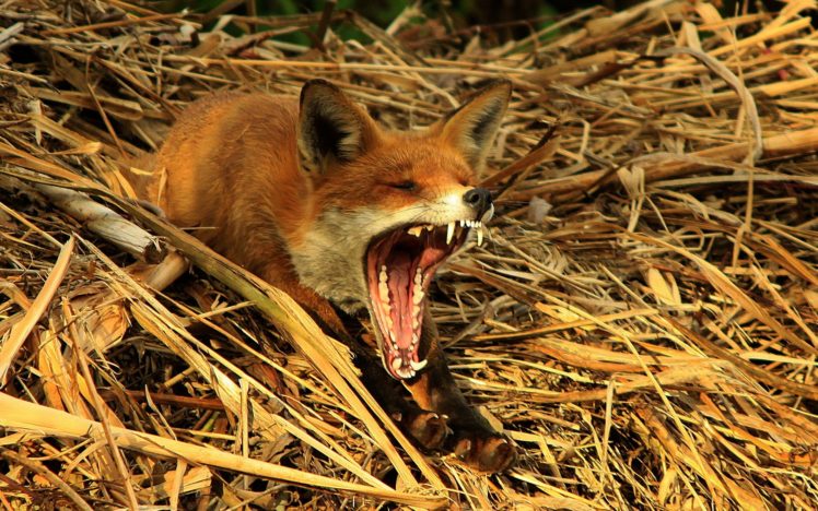 animals, Wildlife, Yawn, Foxes HD Wallpaper Desktop Background