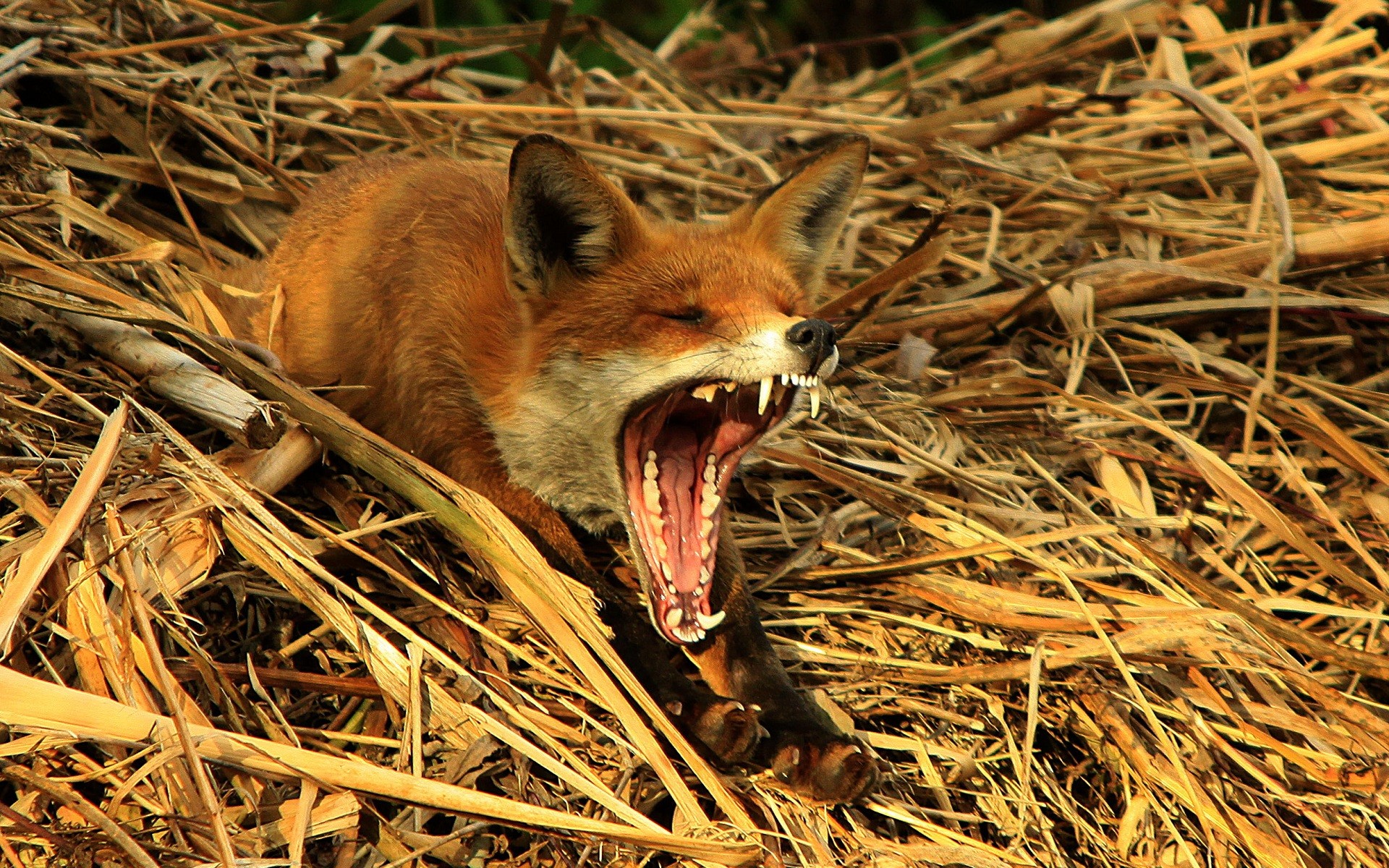 animals, Wildlife, Yawn, Foxes Wallpaper