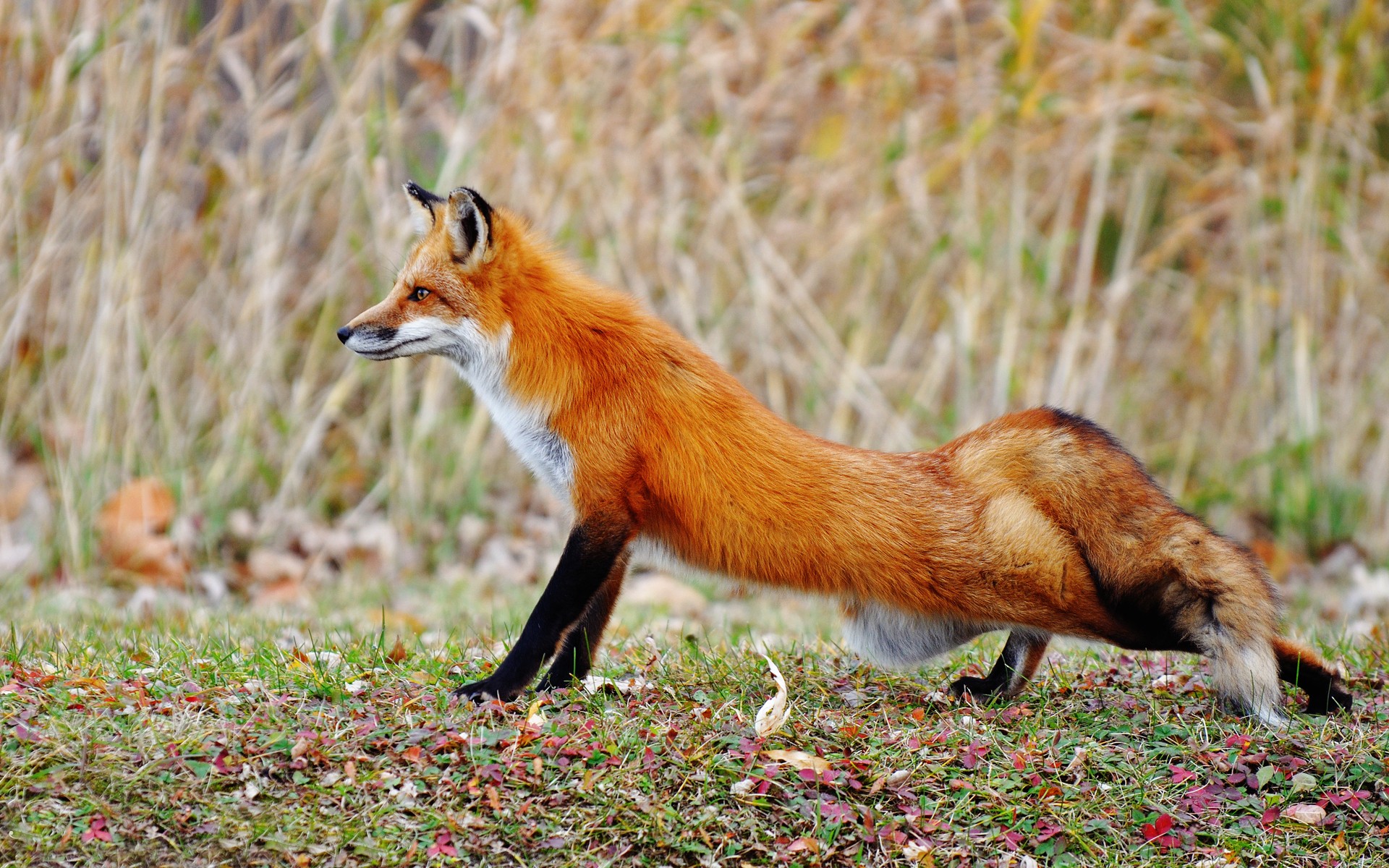 foxes Wallpaper