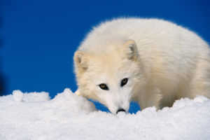 animals, Arctic, Fox, Foxes