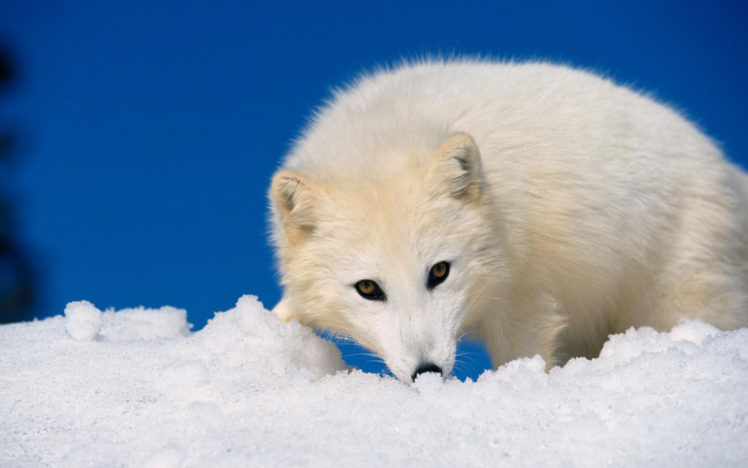 animals, Arctic, Fox, Foxes HD Wallpaper Desktop Background