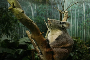 koala, In, Tree
