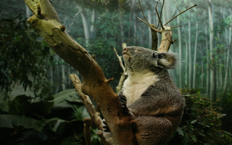 koala, In, Tree HD Wallpaper Desktop Background