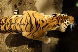 animals, Tigers, Feline, Stripes