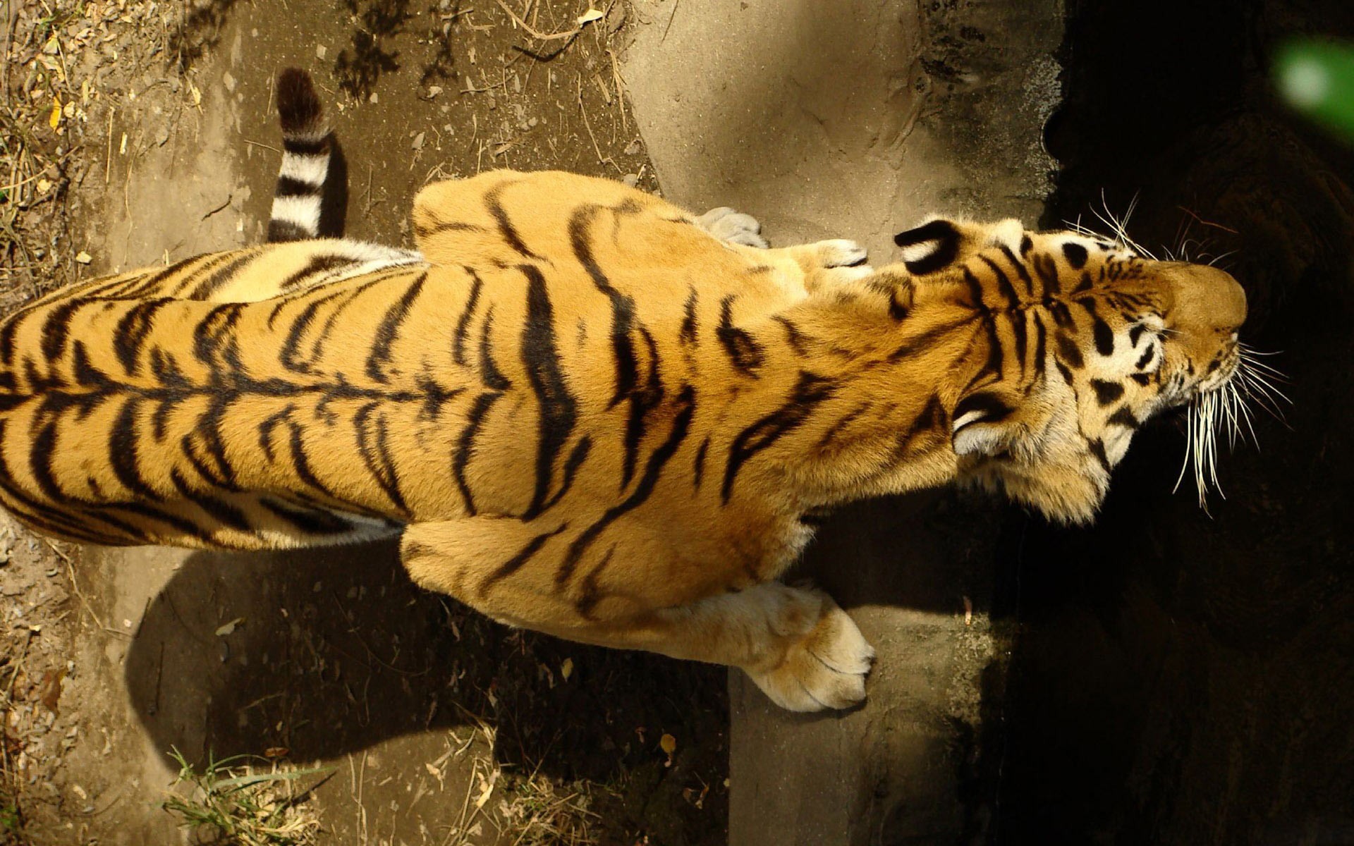animals, Tigers, Feline, Stripes Wallpaper