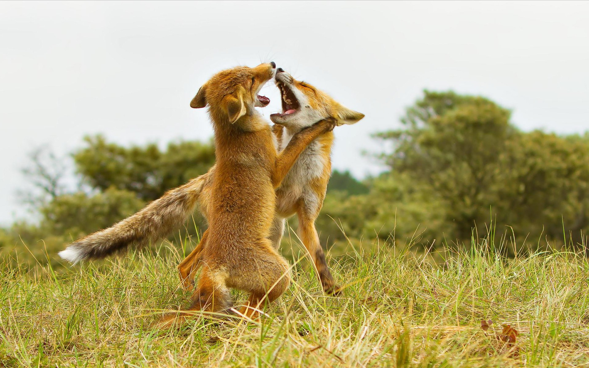 animals, Fight, Wildlife, Foxes Wallpaper