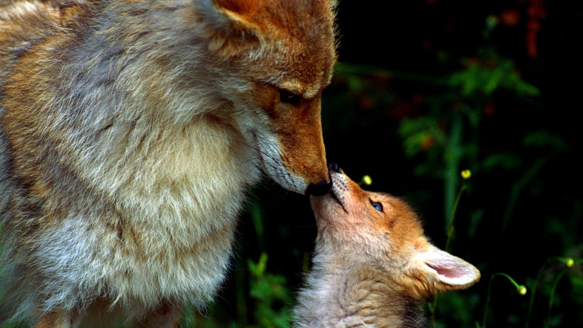 foxes Wallpaper