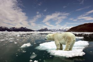 ice, Animals, Arctic, Floating, Island, Polar, Bears