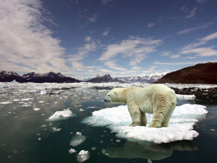 ice, Animals, Arctic, Floating, Island, Polar, Bears HD Wallpaper Desktop Background