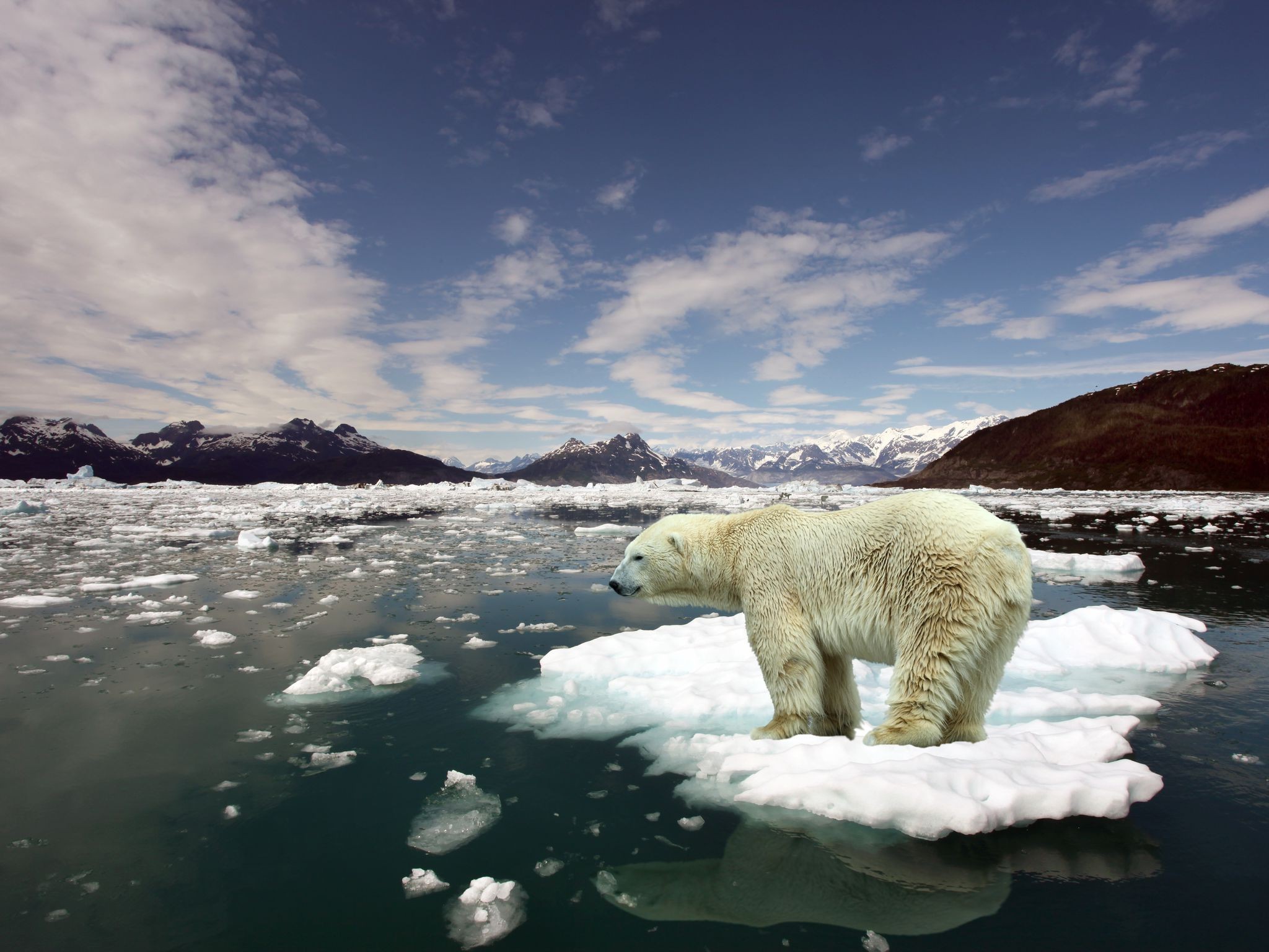 ice, Animals, Arctic, Floating, Island, Polar, Bears Wallpaper
