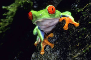 red eyed, Tree, Frog