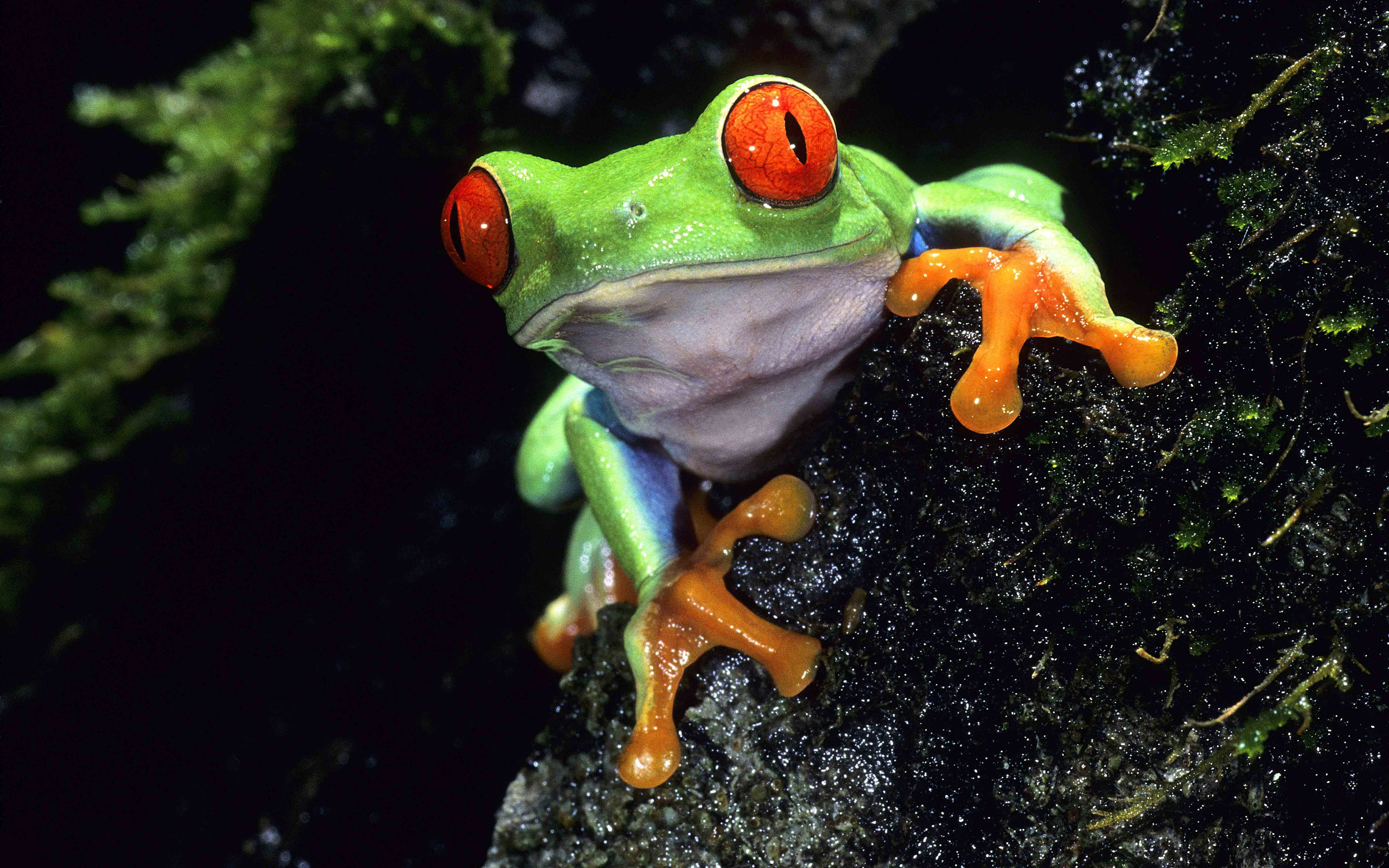 purple red eye tree frog
