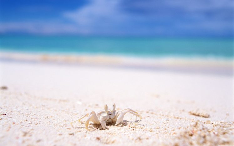 water, Ocean, Beach, Crabs HD Wallpaper Desktop Background