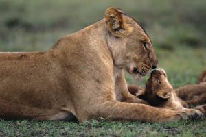 nature, Lions, Baby, Animals