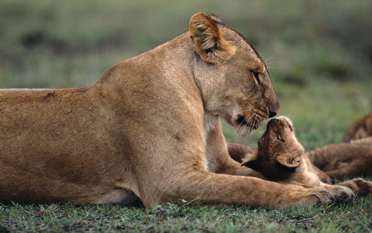 nature, Lions, Baby, Animals HD Wallpaper Desktop Background