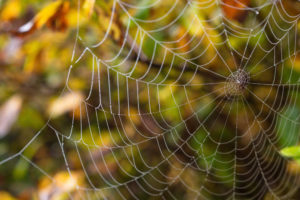 delicate, Spider, Web