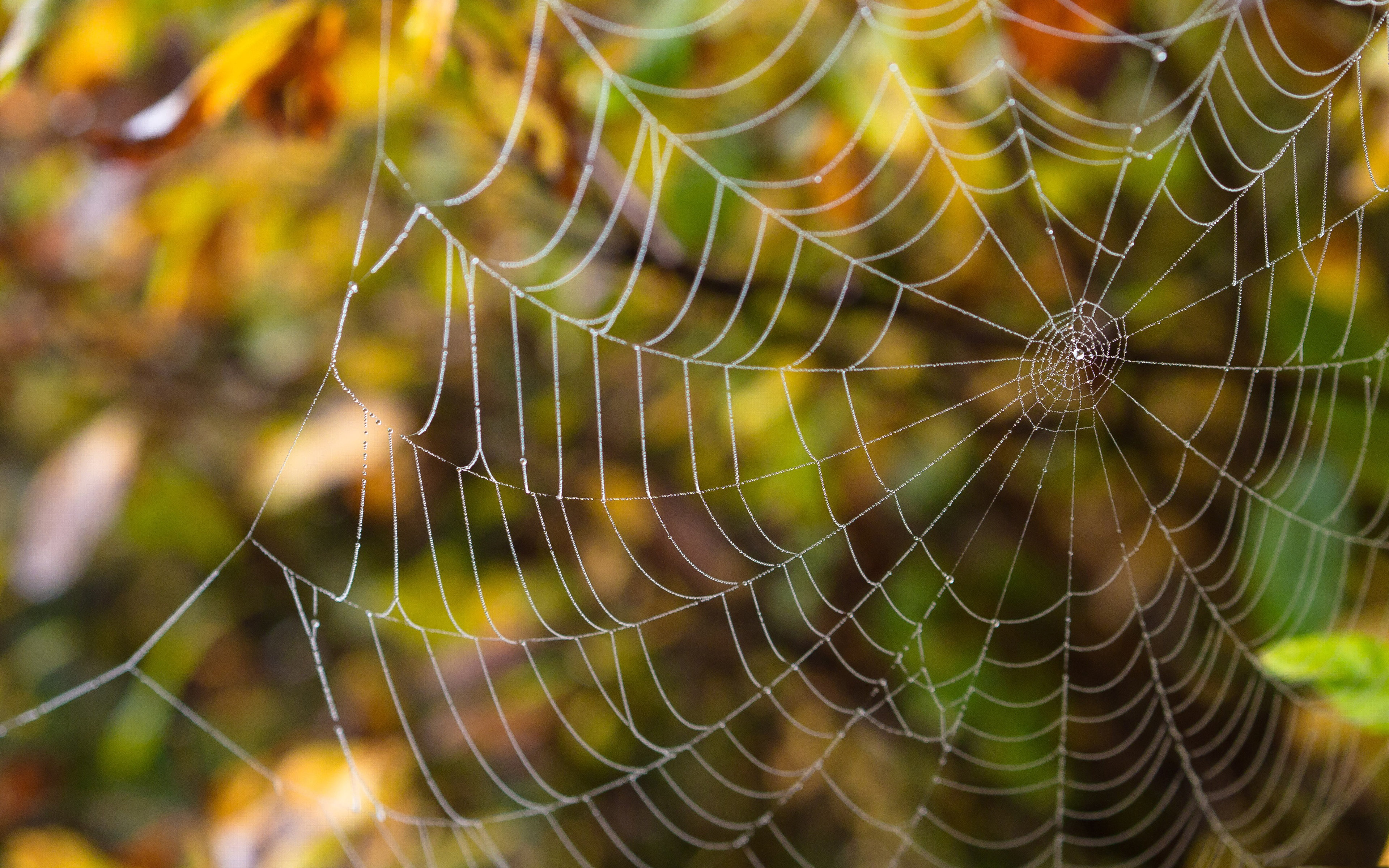 delicate, Spider, Web Wallpaper