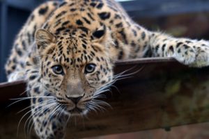 animals, Leopards, Amur, Leopard