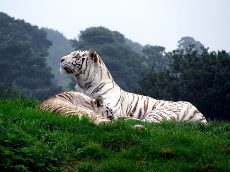 white, Animals, Tigers HD Wallpaper Desktop Background