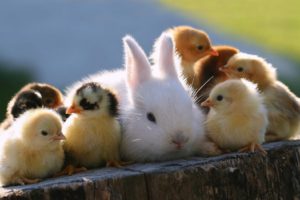 cute, Rabbit, And, Chicks