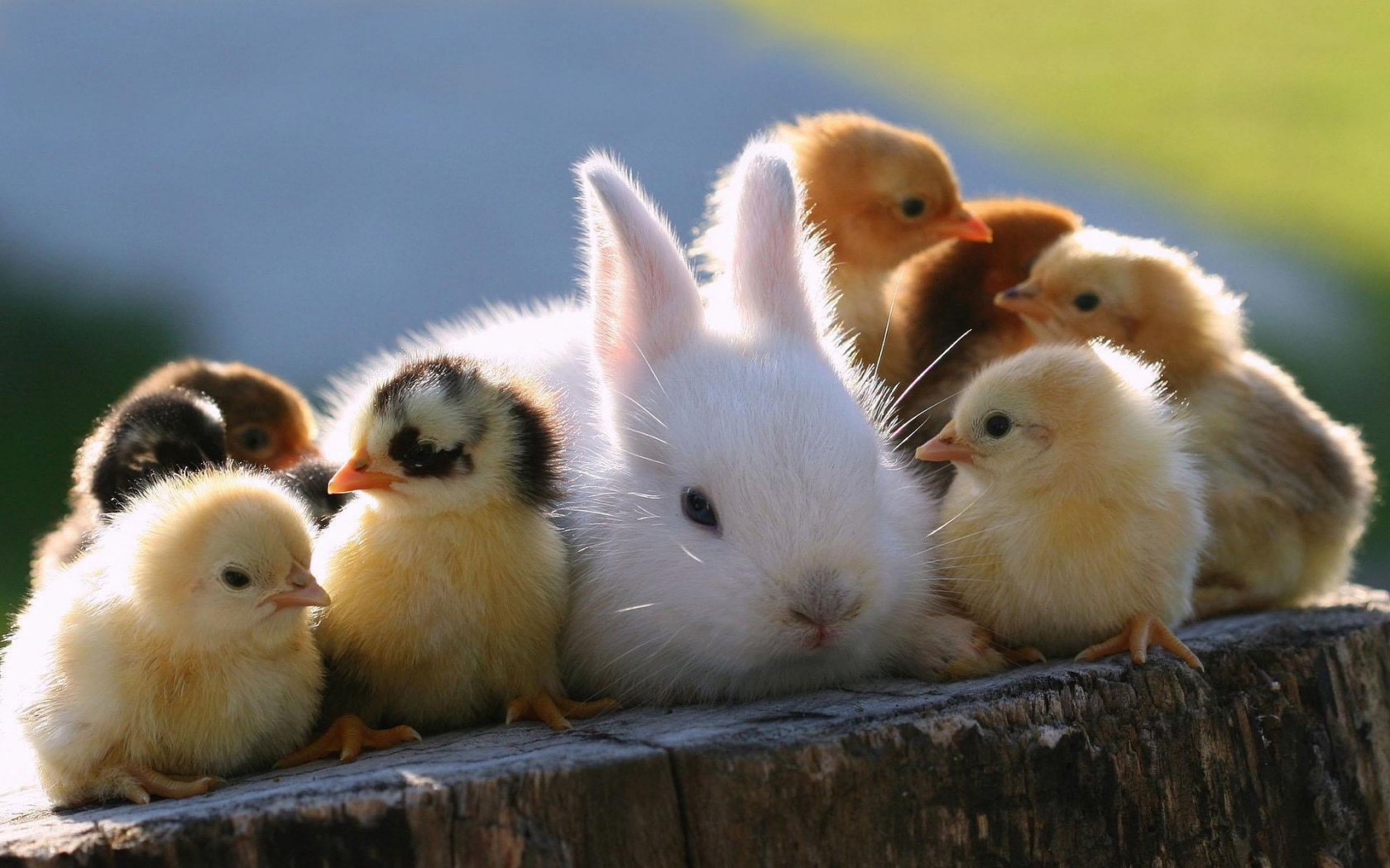 cute, Rabbit, And, Chicks Wallpaper