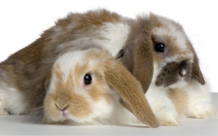 bunnies, Cute HD Wallpaper Desktop Background