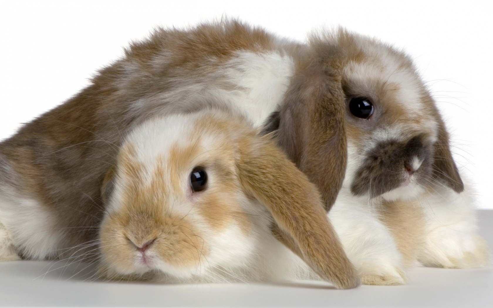 bunnies, Cute Wallpaper