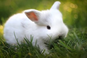 bunny, Rabbit, Cute