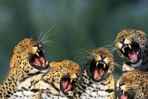 funny, Leopards