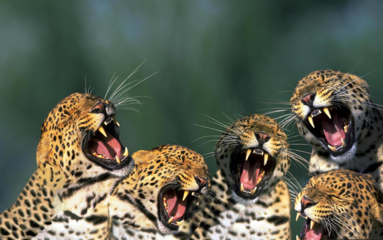 funny, Leopards HD Wallpaper Desktop Background