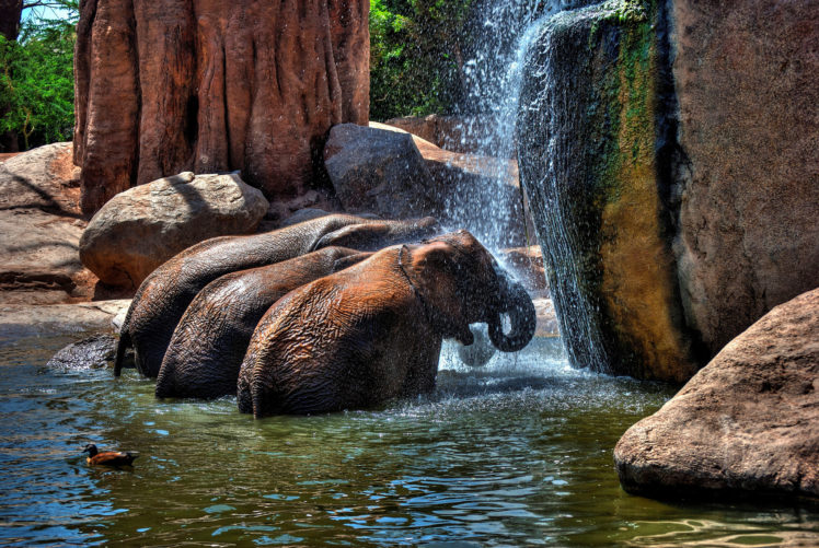 elephant, Rocks, Water, Shower HD Wallpaper Desktop Background