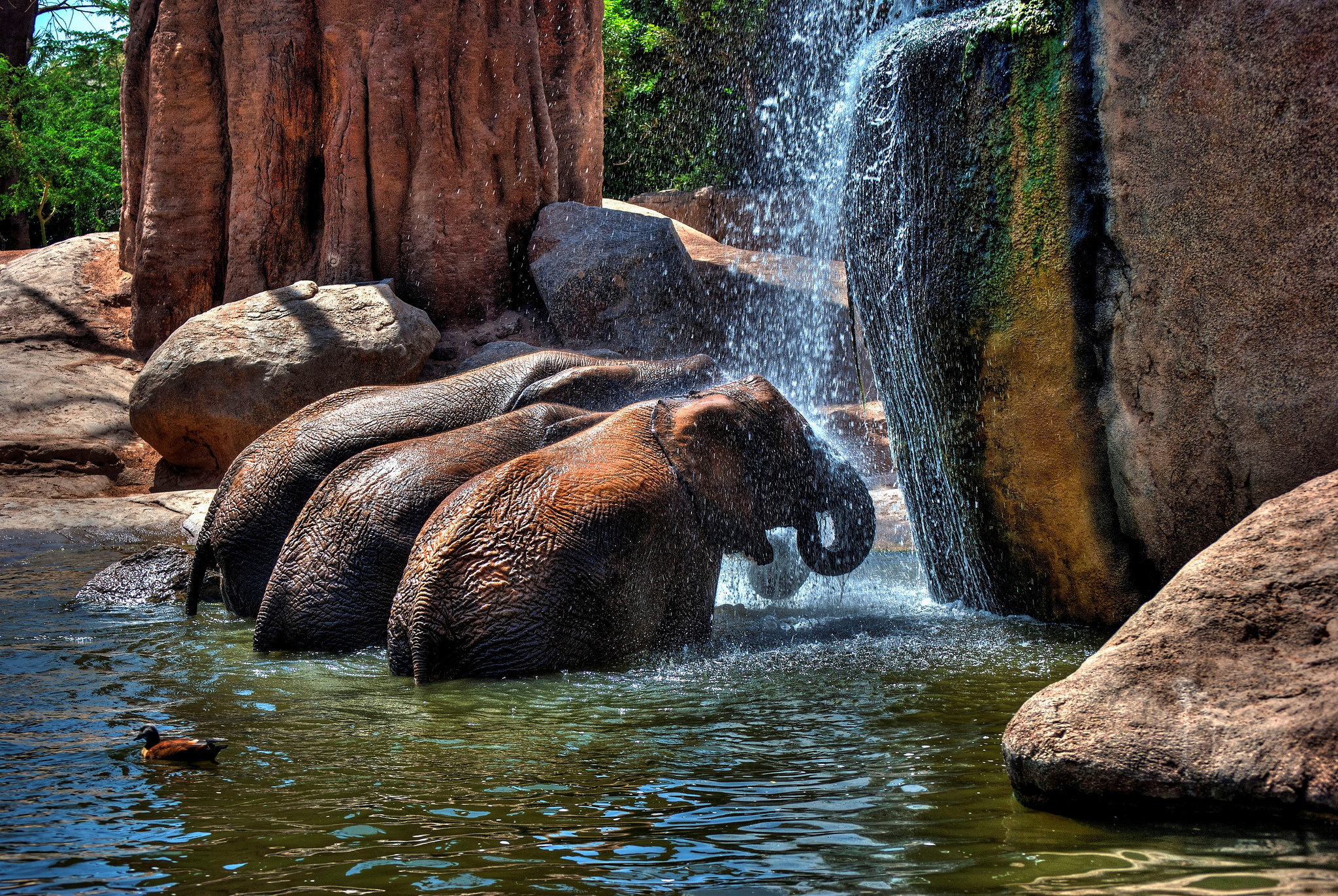 elephant, Rocks, Water, Shower Wallpaper