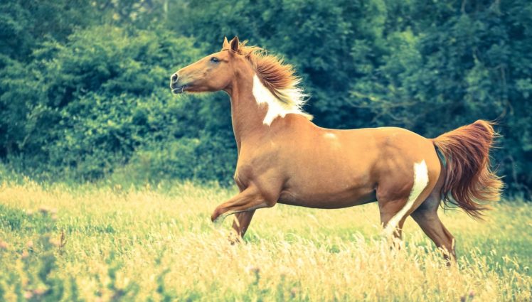 horse, Meadow, Grass HD Wallpaper Desktop Background