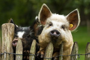 pigs, Background, Fence