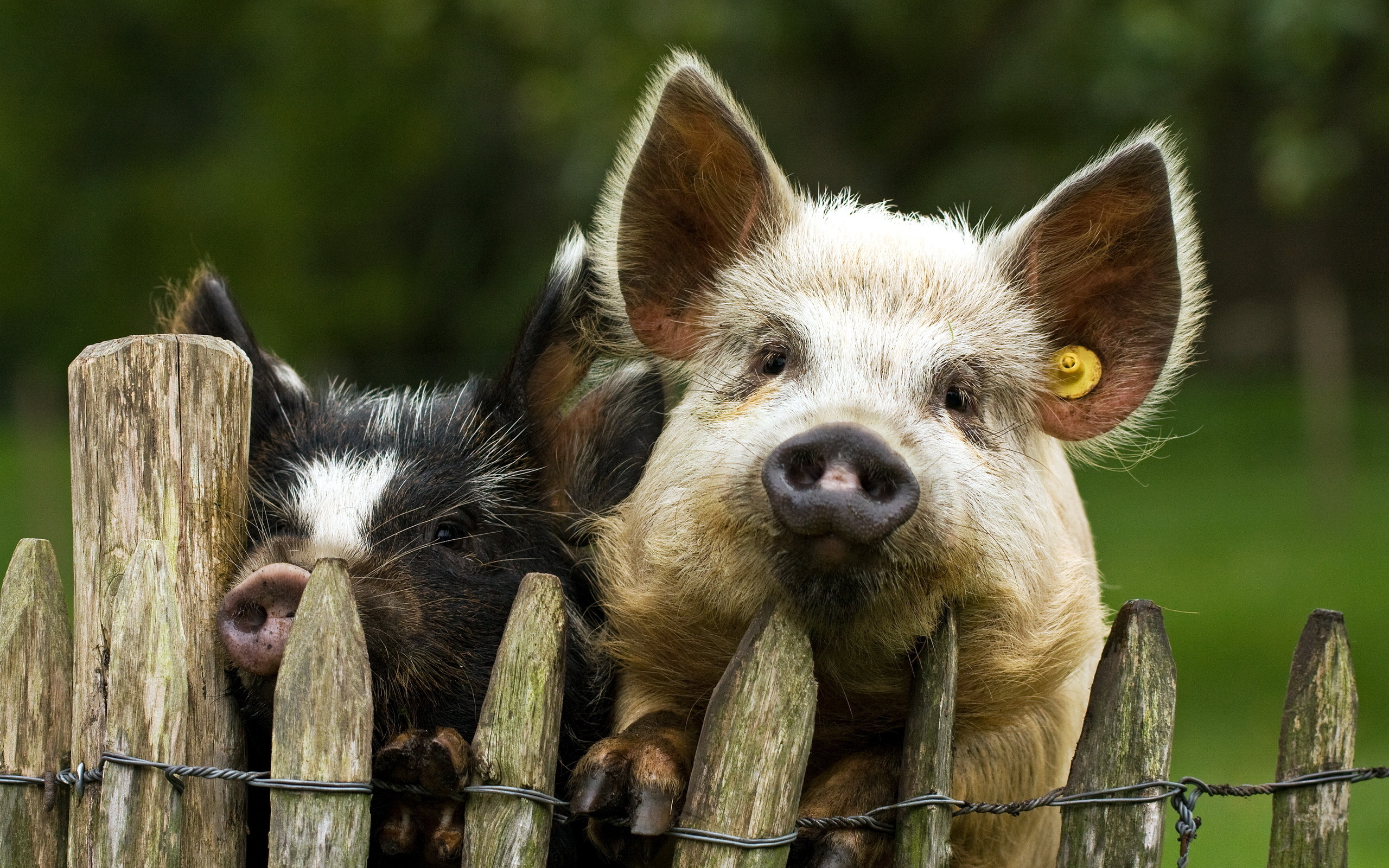 pigs, Background, Fence Wallpaper