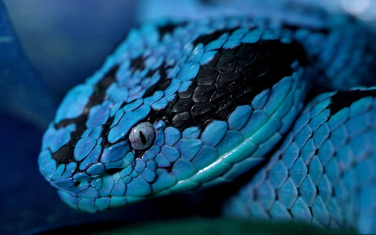 blue, Snake HD Wallpaper Desktop Background