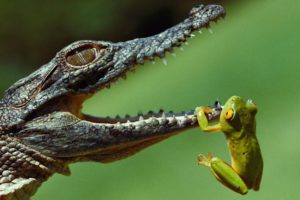 hanging, Frogs, Crocodiles, Jaws, Reptiles, Amphibians