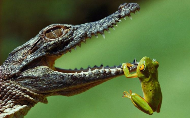 hanging, Frogs, Crocodiles, Jaws, Reptiles, Amphibians HD Wallpaper Desktop Background