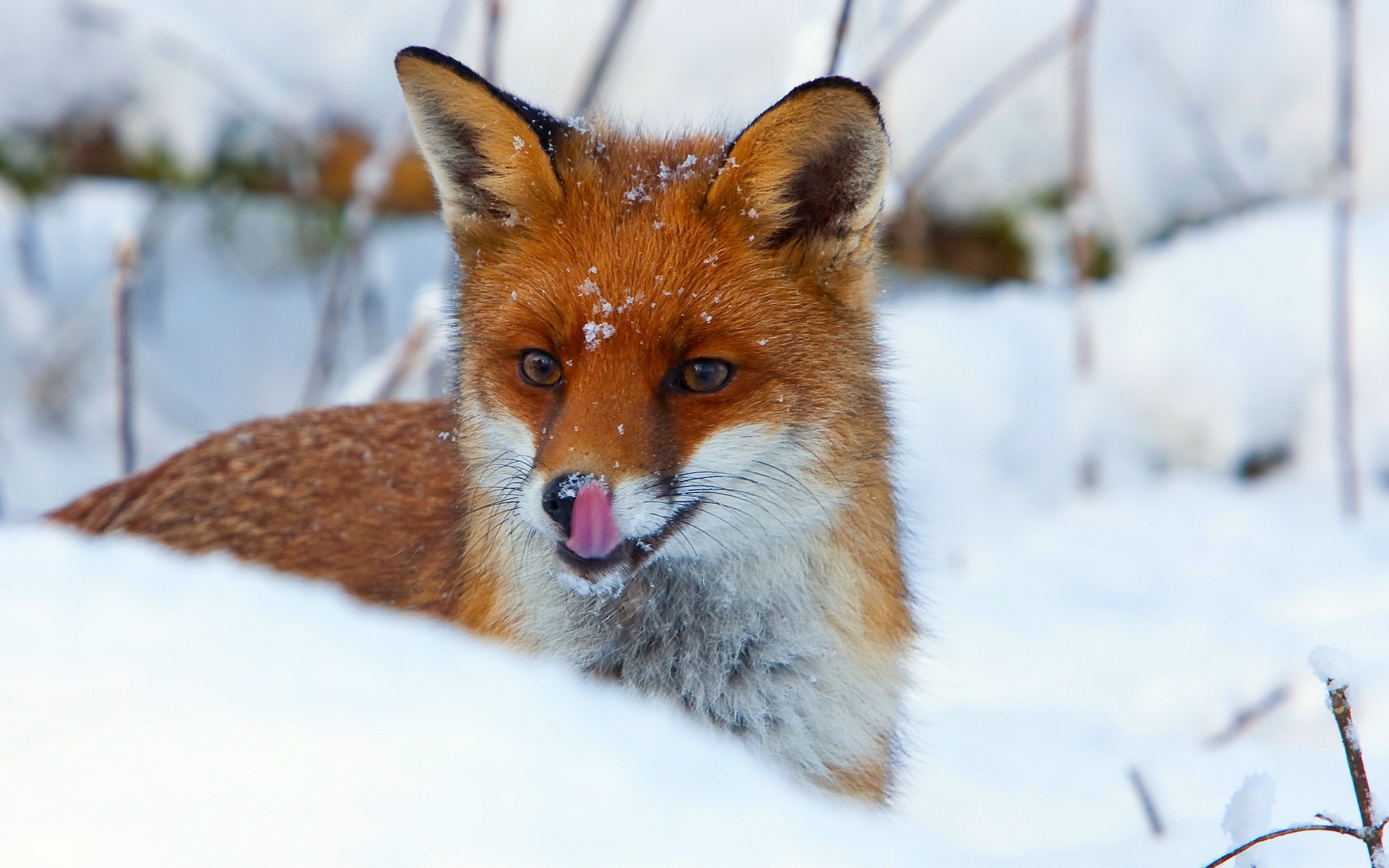 snow, Red, Foxes Wallpaper