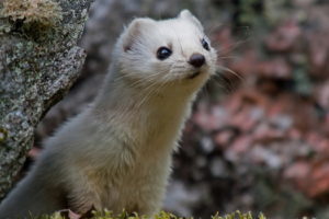 stoat, Nice, Funny
