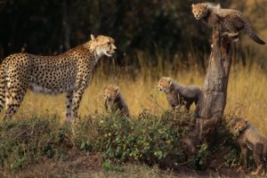 family, Animals, Cheetahs, Family, Tree, Baby, Animals