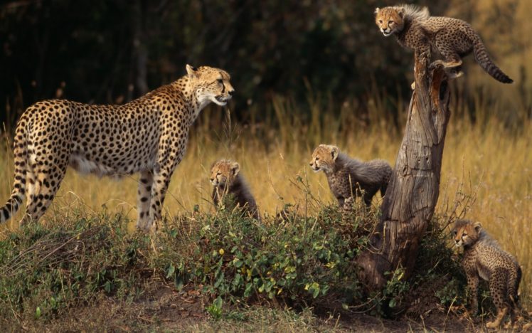 family, Animals, Cheetahs, Family, Tree, Baby, Animals HD Wallpaper Desktop Background