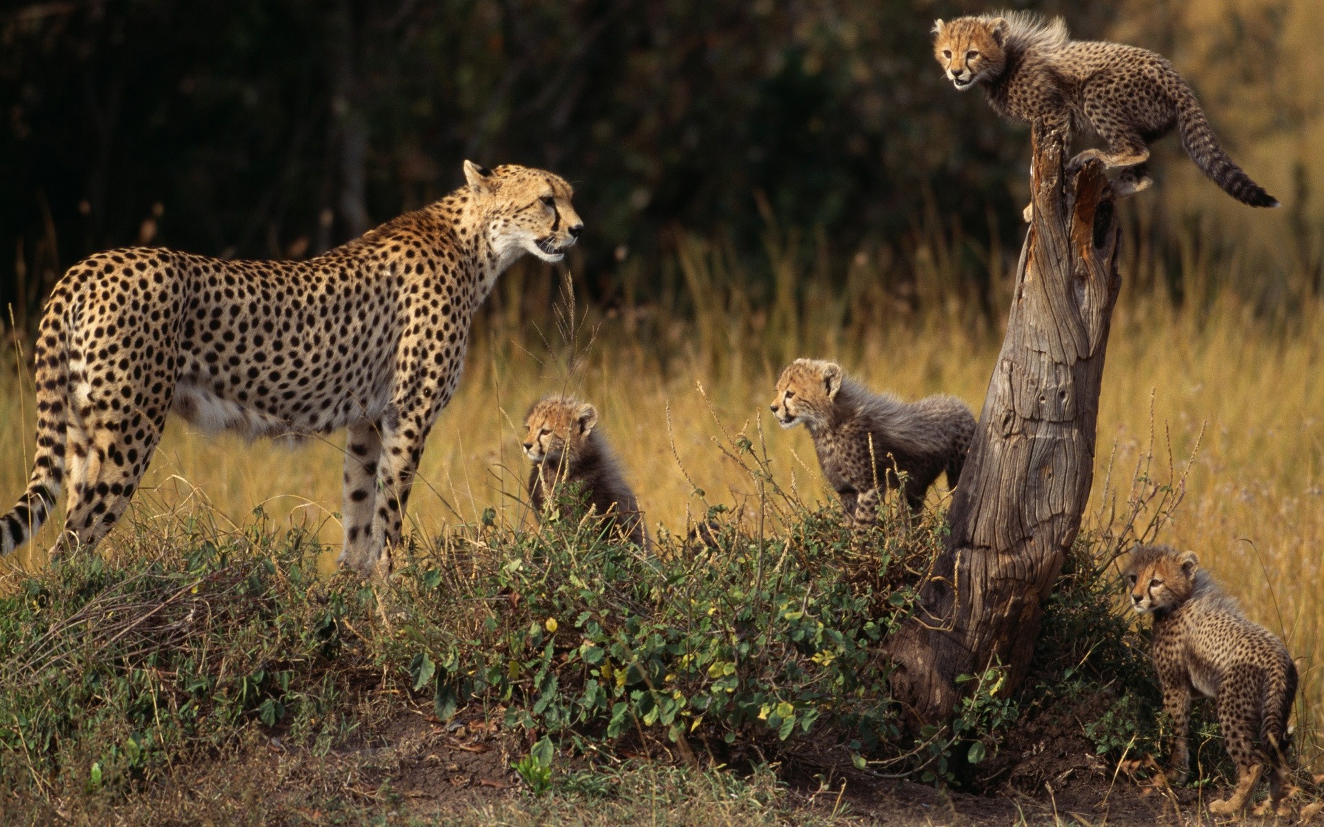 family, Animals, Cheetahs, Family, Tree, Baby, Animals Wallpaper